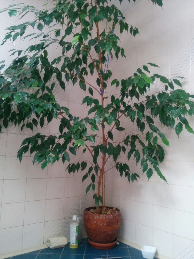 FicusBenjamina