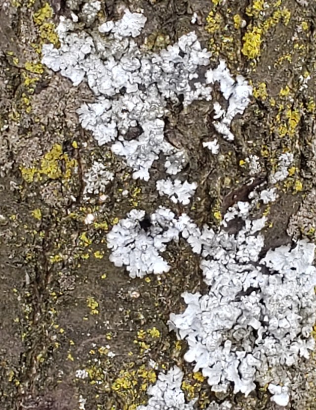 Lichen