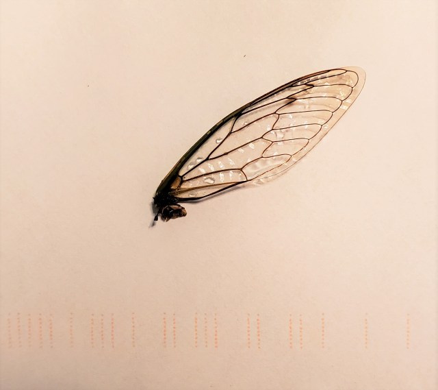 Aile de libelule - Août 2020