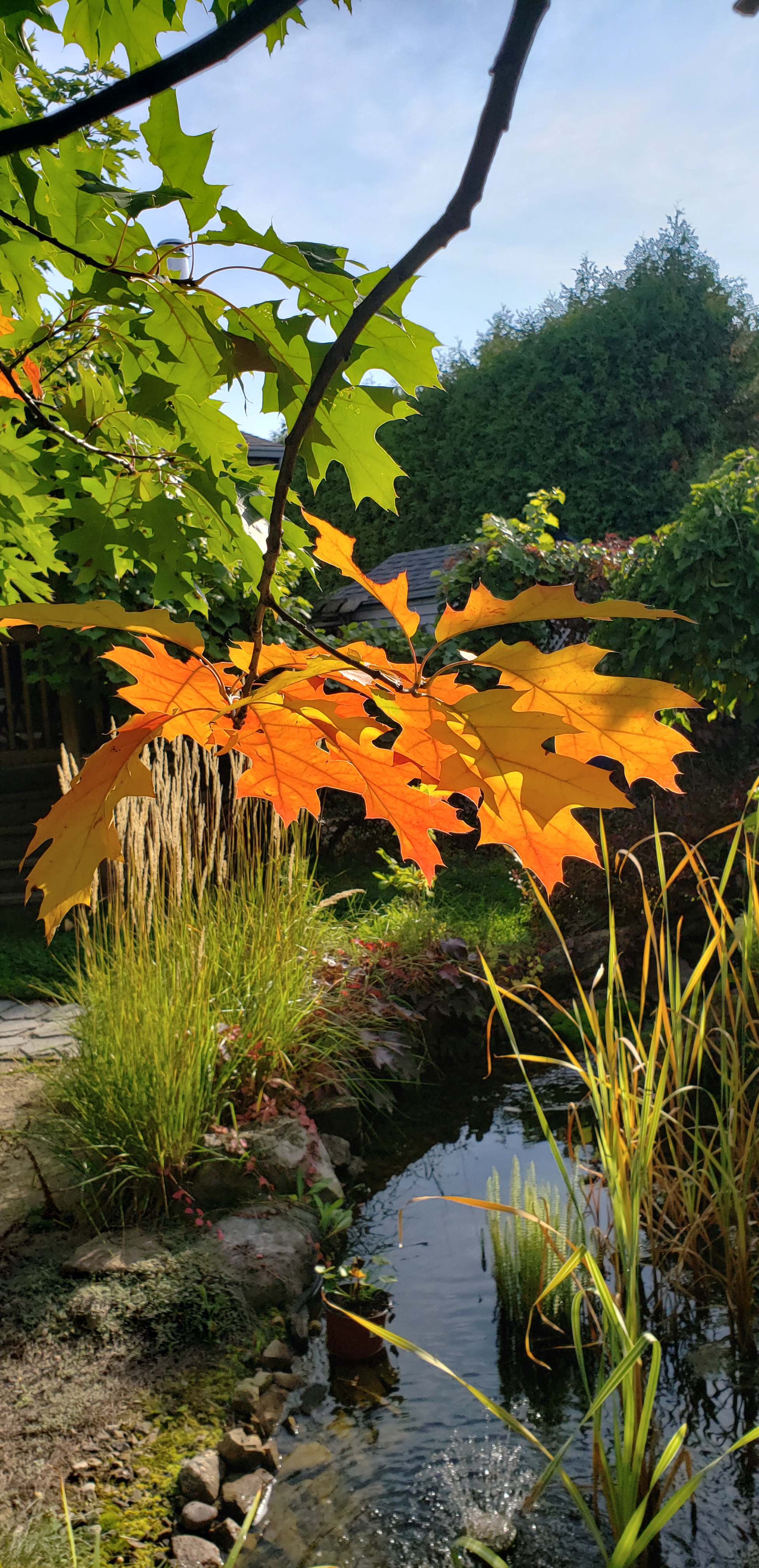 Feuilles-chene270920