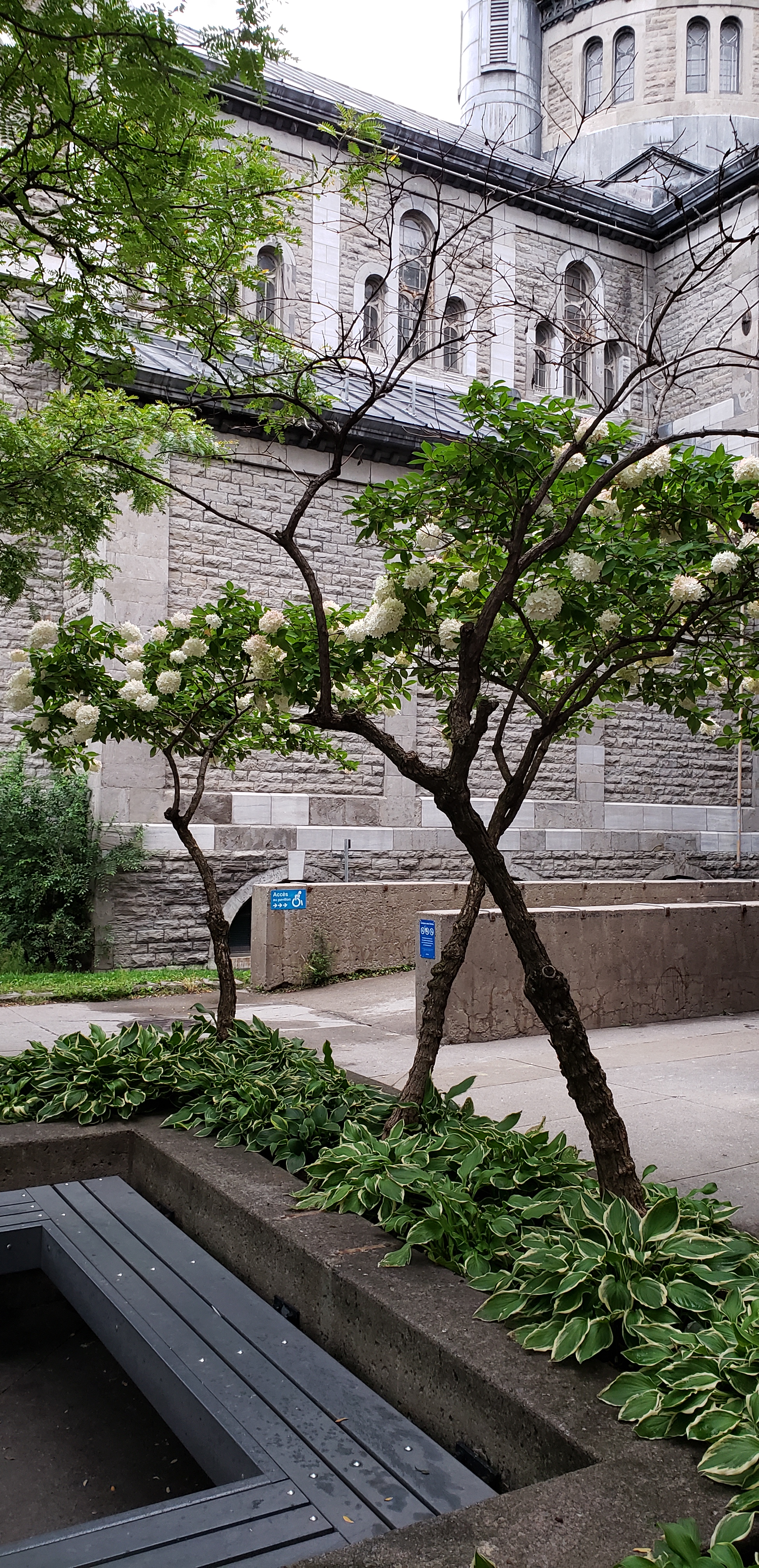 Hydrangées-NDBonSecours-Mtl