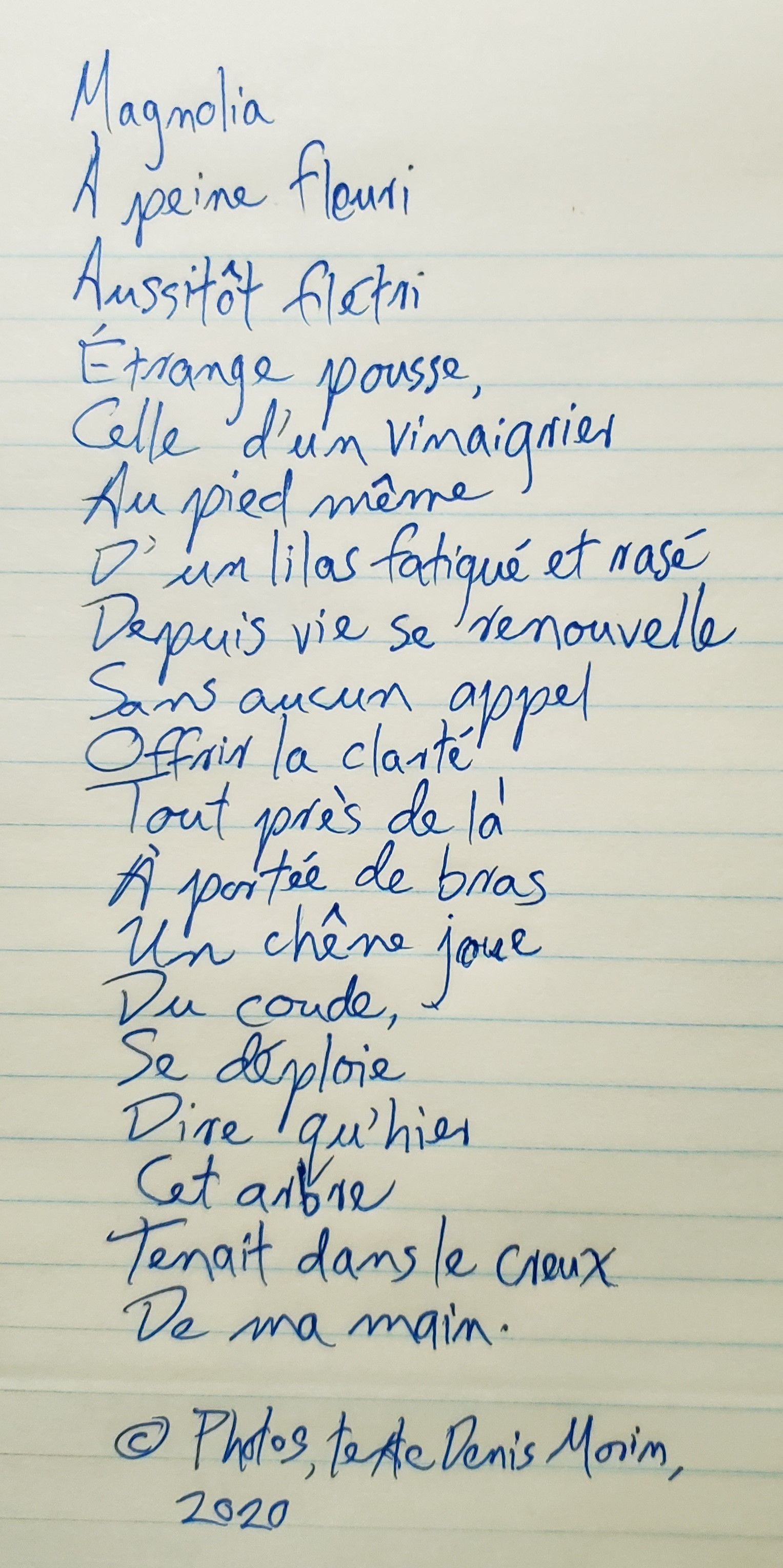 Magnolia-Vinaigrier-Chêne